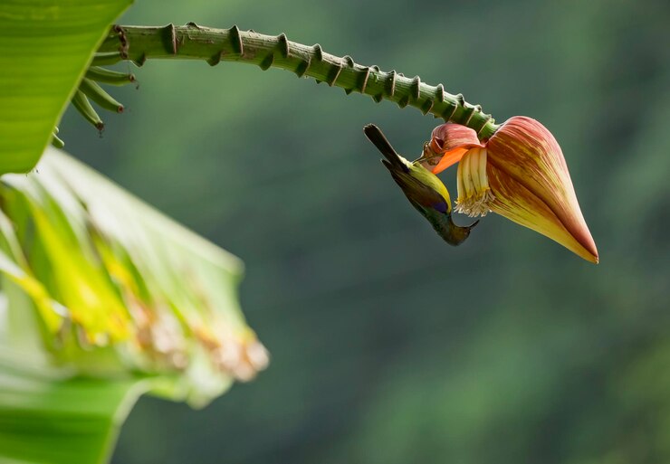 Foto close-up van rode bloem