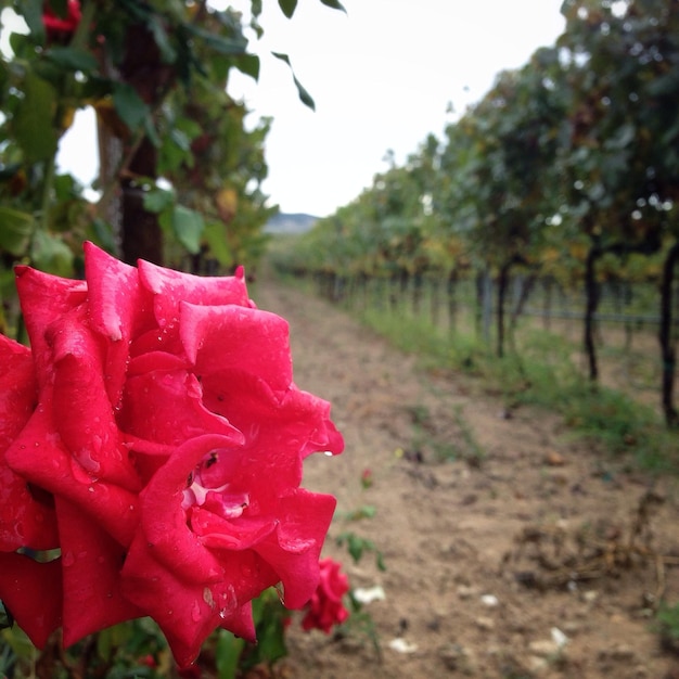 Foto close-up van rode bloem