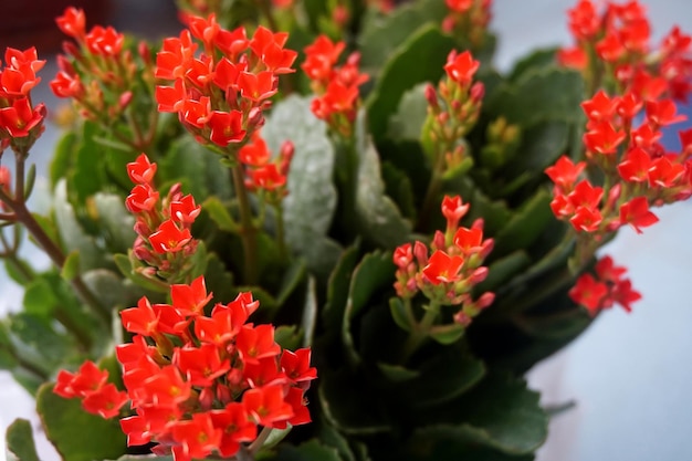 Foto close-up van rode bloemen die buiten bloeien
