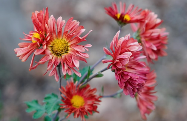Close-up van rode bloemen die buiten bloeien