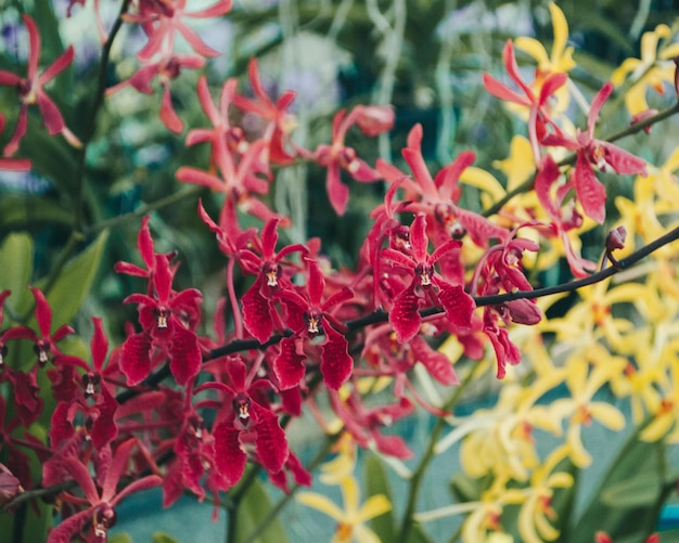 Close-up van rode bloemen die op een boom bloeien