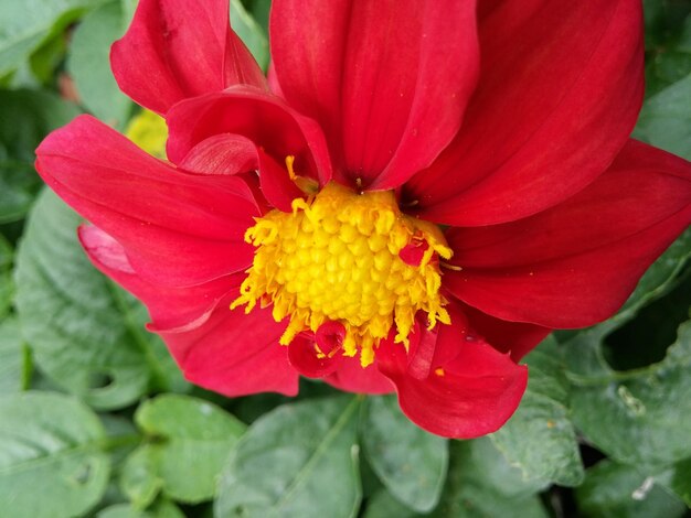 Foto close-up van rode bloemen