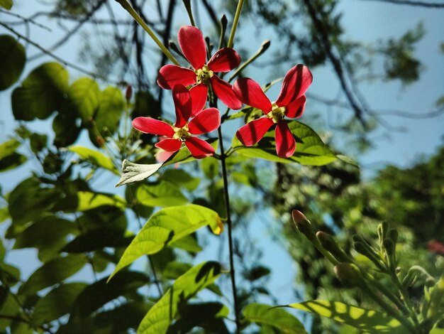 Foto close-up van rode bloemen