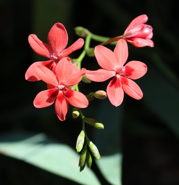 Foto close-up van rode bloemen