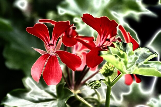 Close-up van rode bloemen