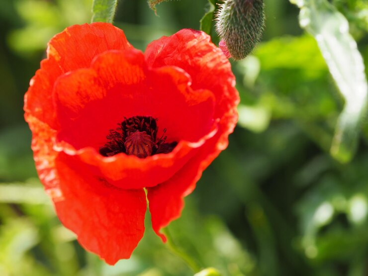 Foto close-up van rode bloemen