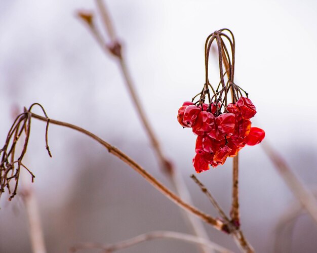 Foto close-up van rode bloemen