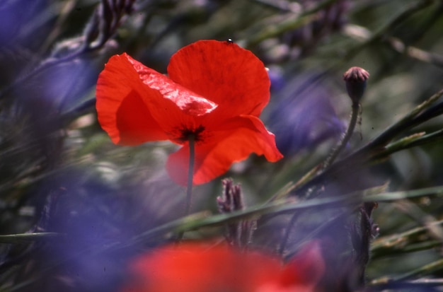 Foto close-up van rode bloemen