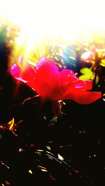 Foto close-up van rode bloemen