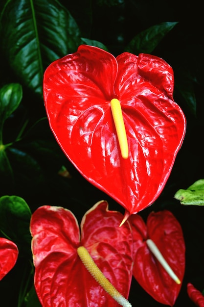 Foto close-up van rode bloemen