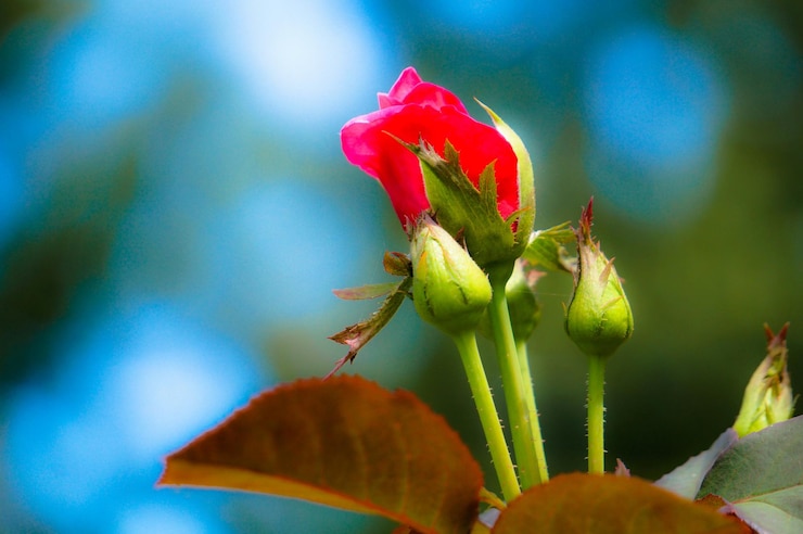 Foto close-up van rode bloemen