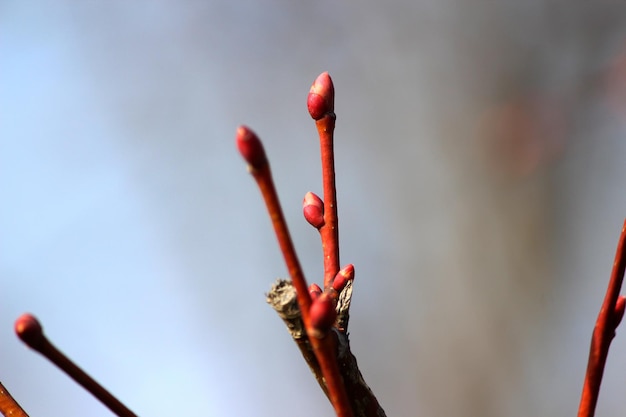 Foto close-up van rode bloemknoppen