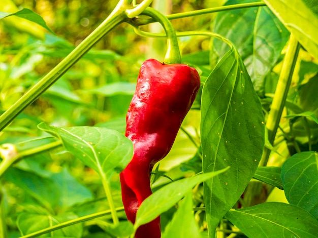 close-up van rode chili peper in de tuin