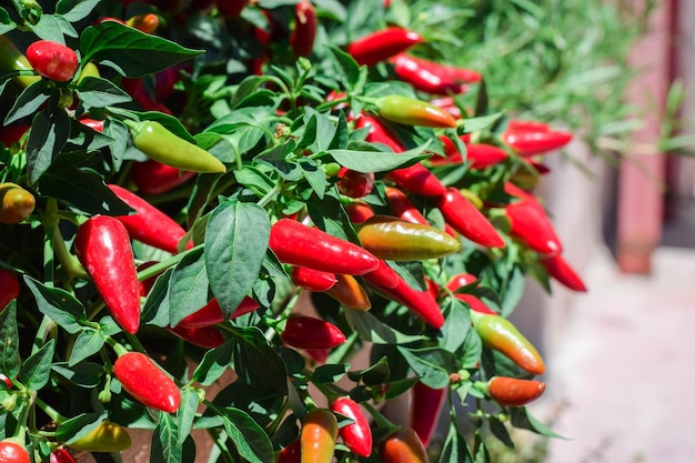 Foto close-up van rode chili pepers op de markt