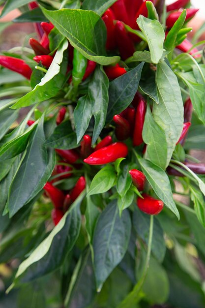 Foto close-up van rode chili pepers op de plant