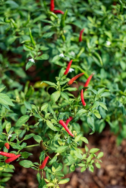 Foto close-up van rode chili pepers op de plant