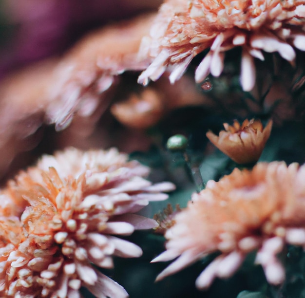 Close up van rode chrysanten met meerdere bloemblaadjes op zwarte achtergrond