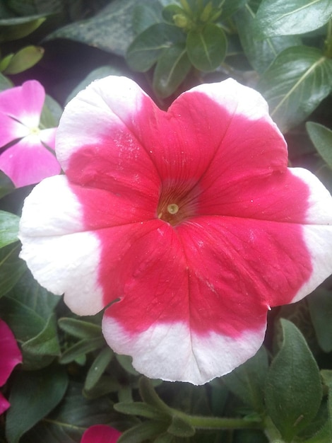 Foto close-up van rode en witte impatiens bloeien in het park.