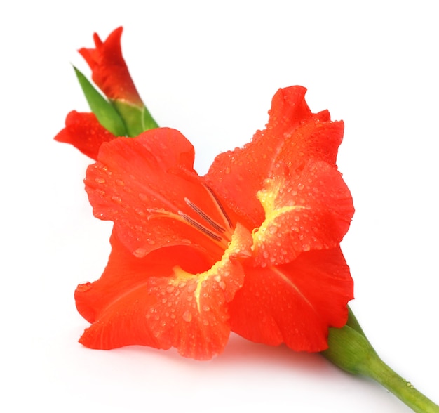 Close-up van rode gladiolenbloem over witte background