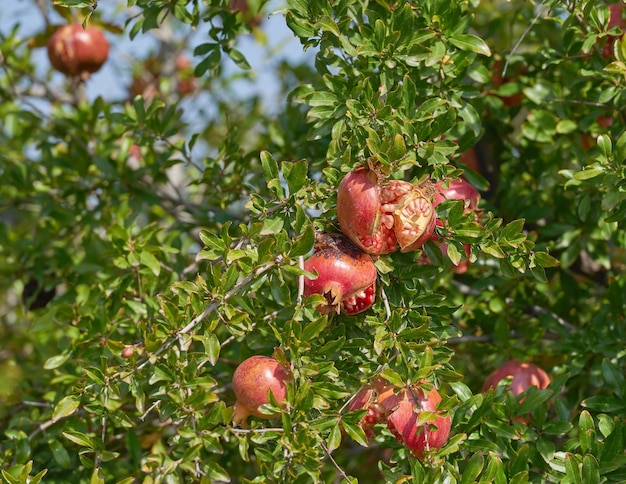 Close-up van rode granaatappel die op een zomerdag aan een boom in een boomgaard groeit Zoom op barstend overrijp gezaaid fruit in een tuin of achtertuin met kopieerruimte Zoete wintersnack klaar voor oogst