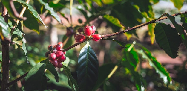 Close-up van rode koffiebonen rijpen verse koffie rode bessen tak landbouw op koffie boom