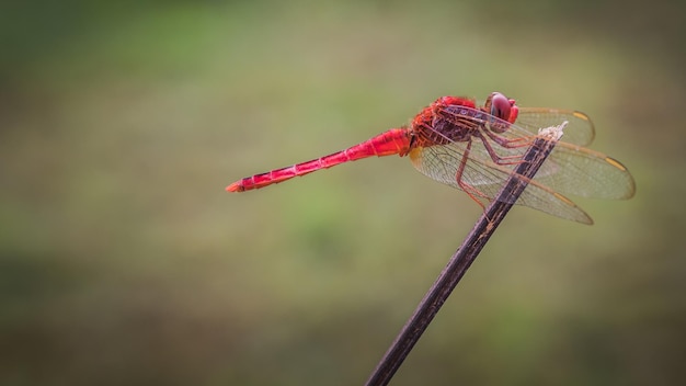 Close up van rode libel met wazige natuur achtergrond