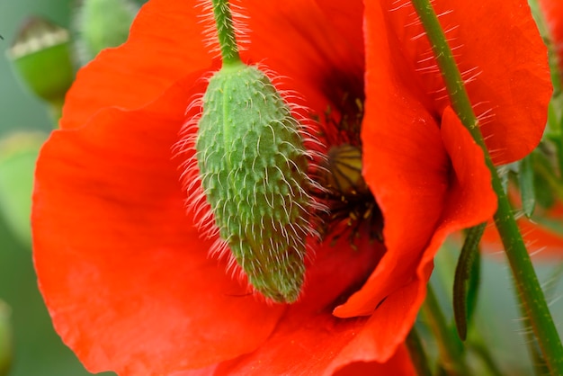 Close up van rode papaver bloemen en bud