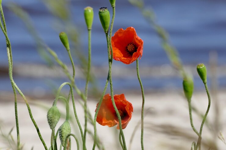 Foto close-up van rode papaver die in de buitenlucht groeit