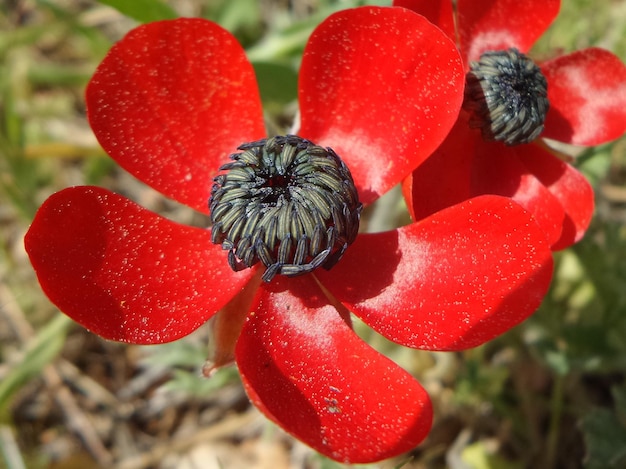 Foto close-up van rode papaver die op de plant groeit