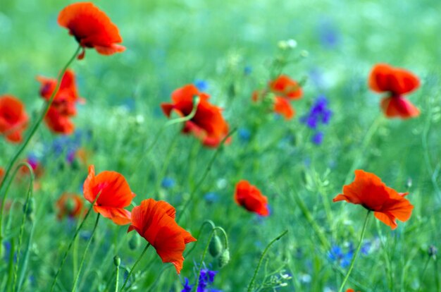 Close-up van rode papaver op graanveld