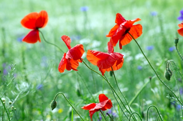 Close-up van rode papaver op graanveld