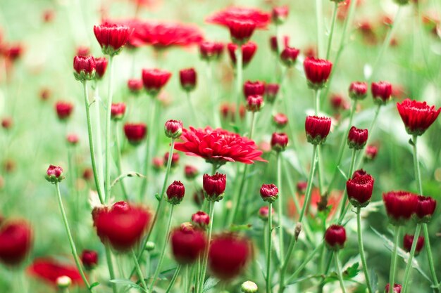 Foto close-up van rode papaver op het veld