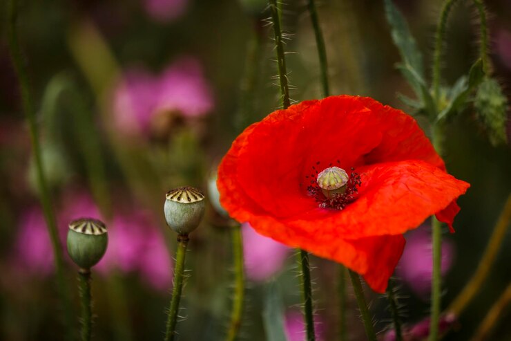 Foto close-up van rode papaver