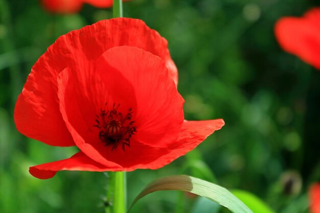 Foto close-up van rode papaver