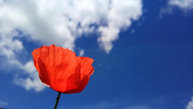 Foto close-up van rode papaverbloem tegen de hemel