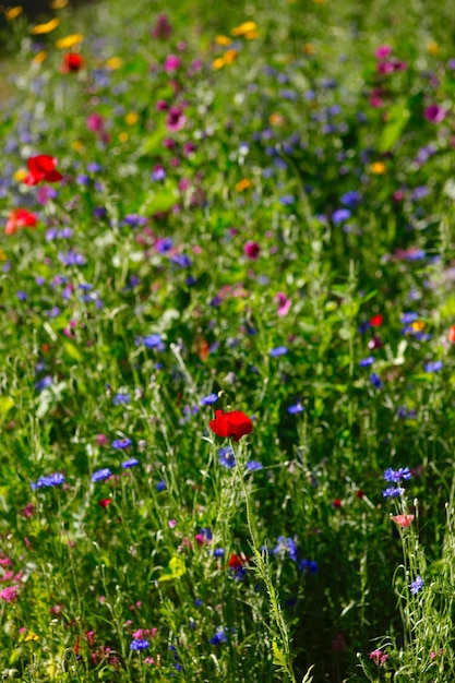 Foto close-up van rode papaverbloemen die in het veld bloeien