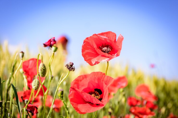 Foto close-up van rode papaverbloemen die op het veld bloeien