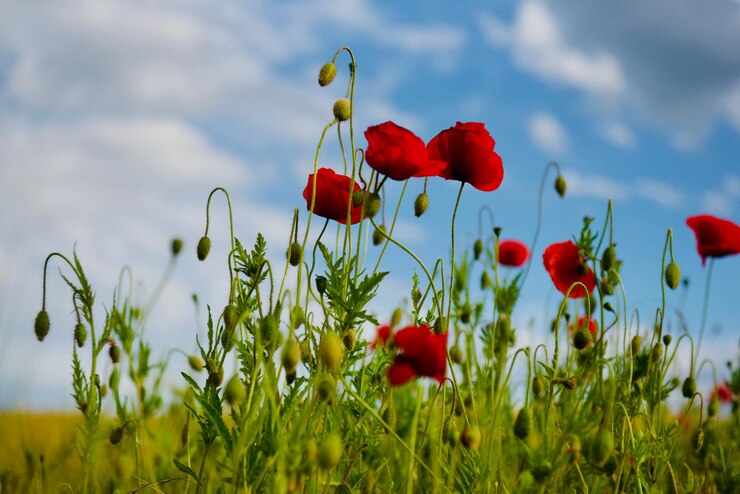 Foto close-up van rode papaverbloemen die op het veld groeien tegen de lucht