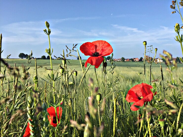 Foto close-up van rode papaverbloemen die op het veld groeien tegen de lucht
