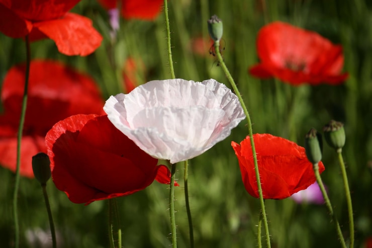 Foto close-up van rode papaverbloemen die op het veld groeien