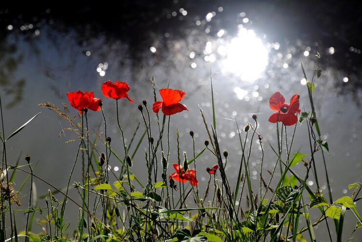 Foto close-up van rode papaverbloemen die op het veld groeien