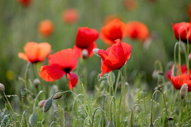 Foto close-up van rode papaverbloemen in het veld