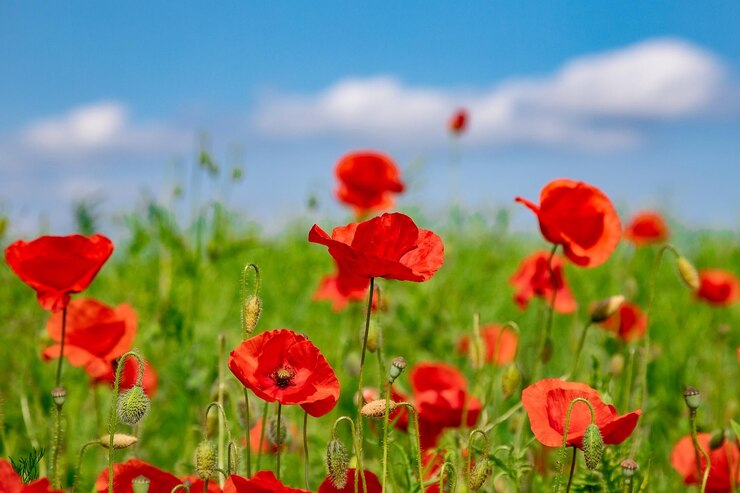 Foto close-up van rode papaverbloemen in het veld