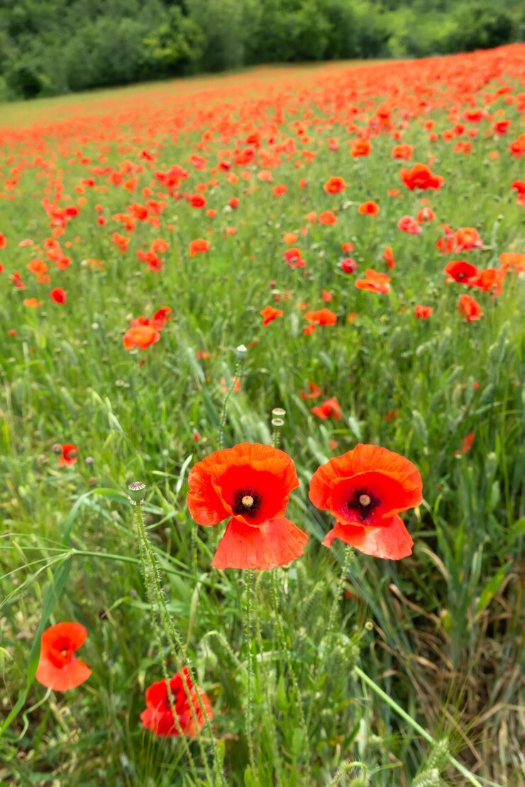 Foto close-up van rode papaverbloemen in het veld