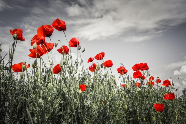 Close-up van rode papaverbloemen op het veld tegen de lucht