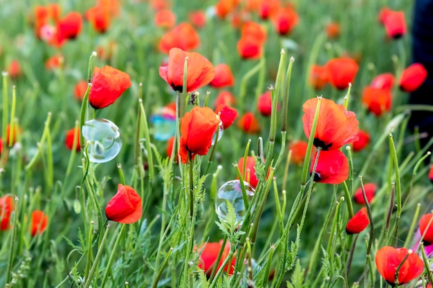 Foto close-up van rode papaverbloemen op het veld