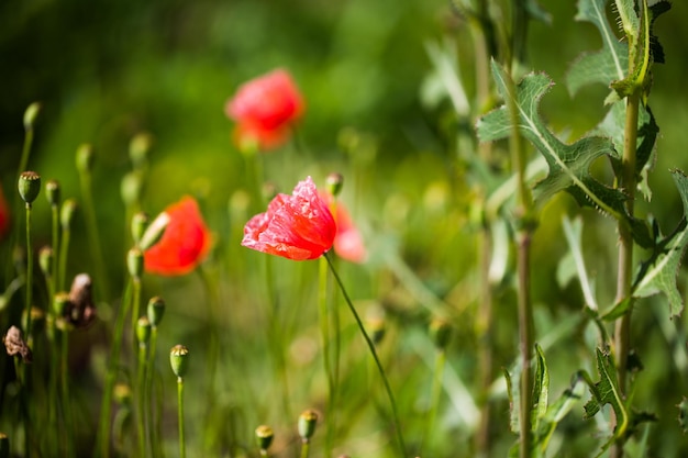 Foto close-up van rode papaverbloemen op het veld