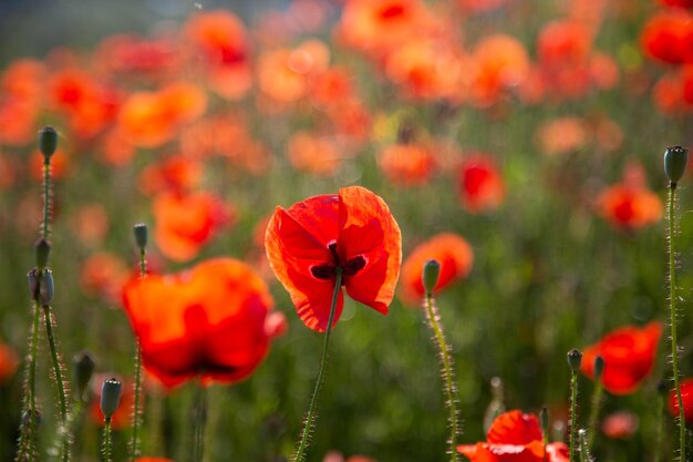 Foto close-up van rode papaverbloemen op het veld