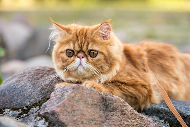 Close-up van rode perzische kat met grote oranje ronde ogen