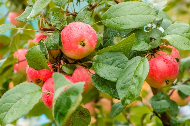 Close-up van rode rijpe appel op tak in soft-focus op de achtergrond.